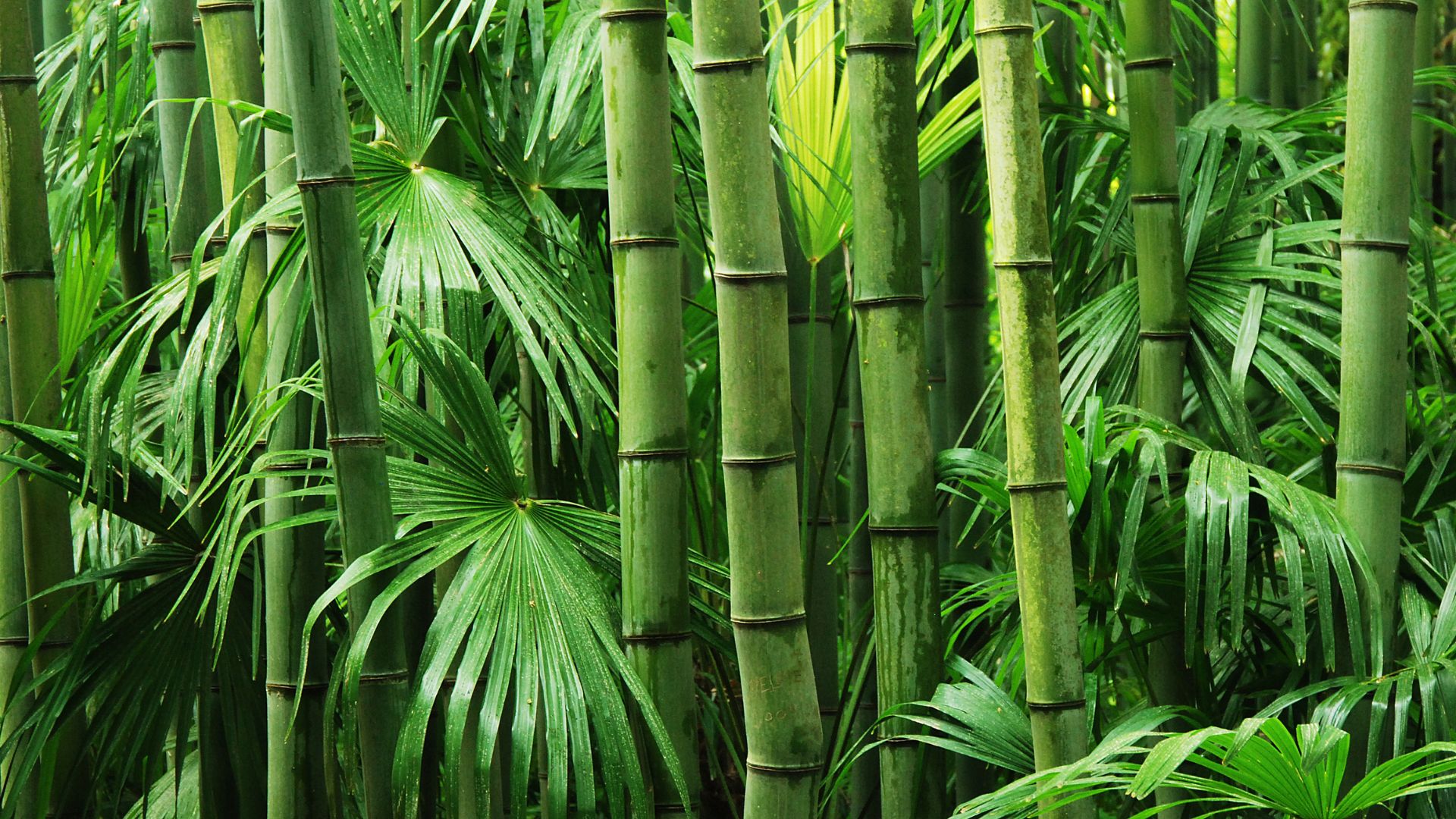 All About the Climatic Conditions for the Growth of Bamboo