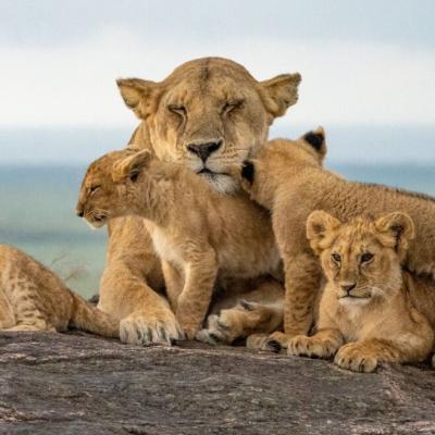 The International Big Cat Alliance – A Global Initiative Led by India