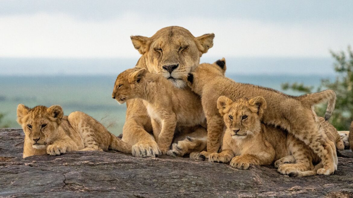 The International Big Cat Alliance – A Global Initiative Led by India