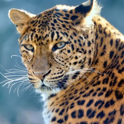 Conservation of Big Cats Like Lion, Tiger, Leopard and Others Is Important for Ecological Balance