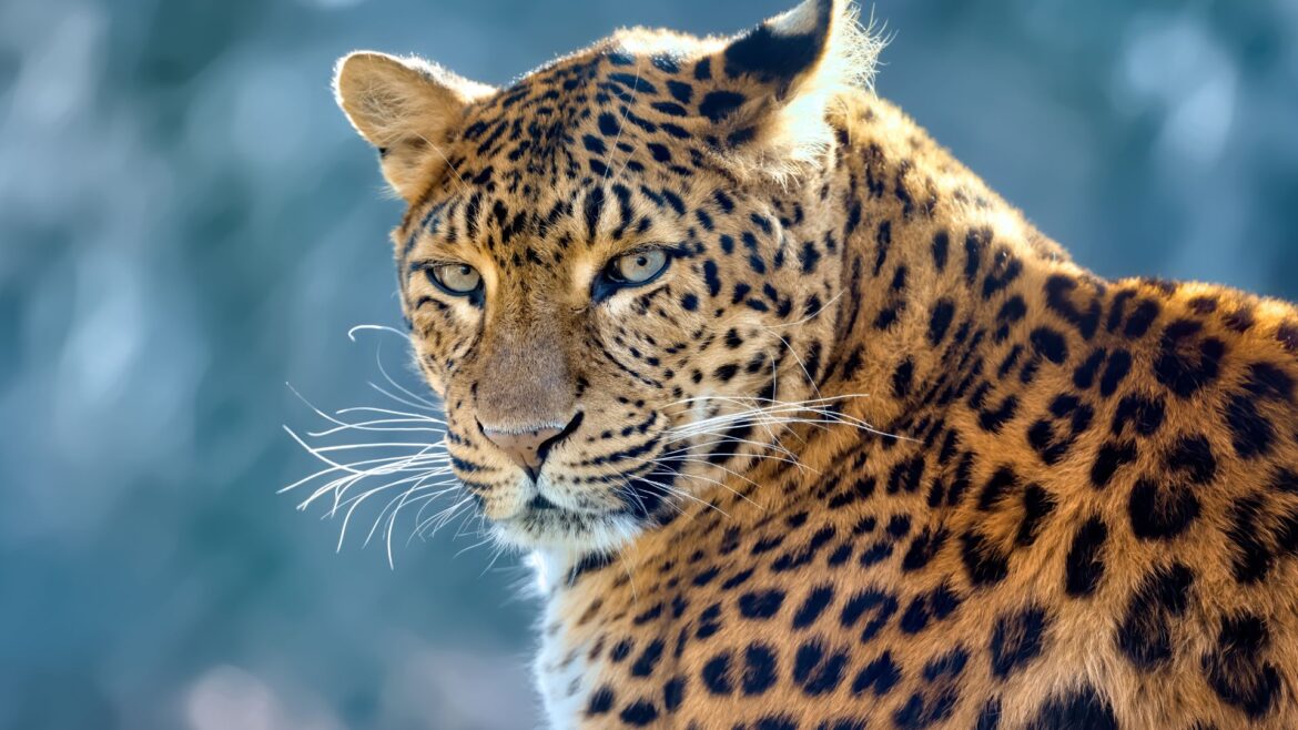 Conservation of Big Cats Like Lion, Tiger, Leopard and Others Is Important for Ecological Balance