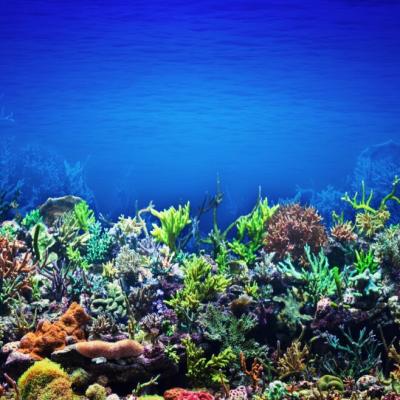 लक्षद्वीप द्वीपसमूह में प्रवाल विरंजन की घटना: कारण, प्रभाव और संरक्षण के उपाय