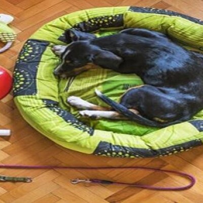 7 Things You Really Need to Buy for Your Pet Dog