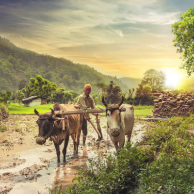 Kisan Divas Messages Wishes and Images