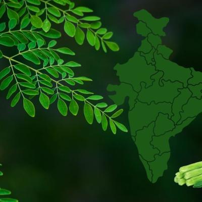 Tamil Nadu is the Leading Producer of Moringa in India - Characteristics and Contributions of Various States