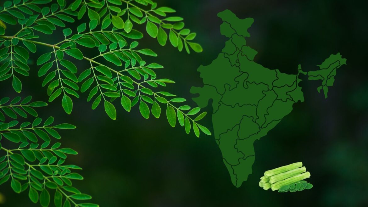 Tamil Nadu is the Leading Producer of Moringa in India - Characteristics and Contributions of Various States