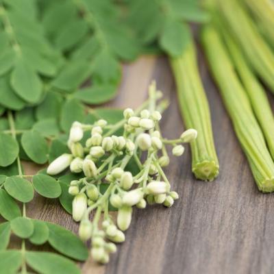 Moringa Tree is Emerging as a Super Food in ‘Amrit Kaal’ for a ‘Viksit Bharat’
