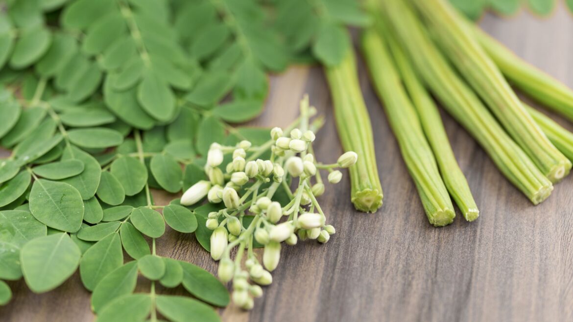 Moringa Tree is Emerging as a Super Food in ‘Amrit Kaal’ for a ‘Viksit Bharat’