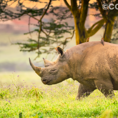 Project Rhino: The Community Heroes Protecting India's One-Horned Rhino from Poaching