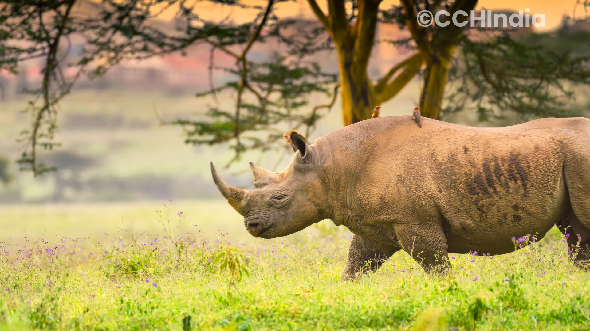Project Rhino: The Community Heroes Protecting India's One-Horned Rhino from Poaching