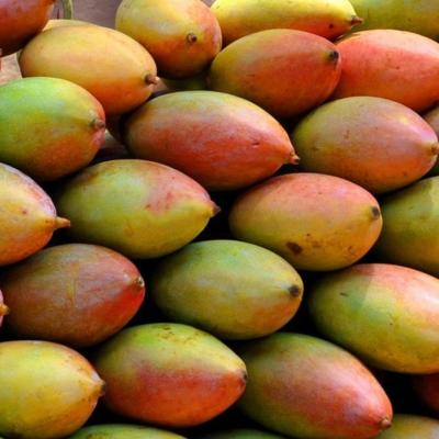 Mango Season 2025: Price Crash of Totapuri Mangoes in Karnataka, Relief by Central and State Government
