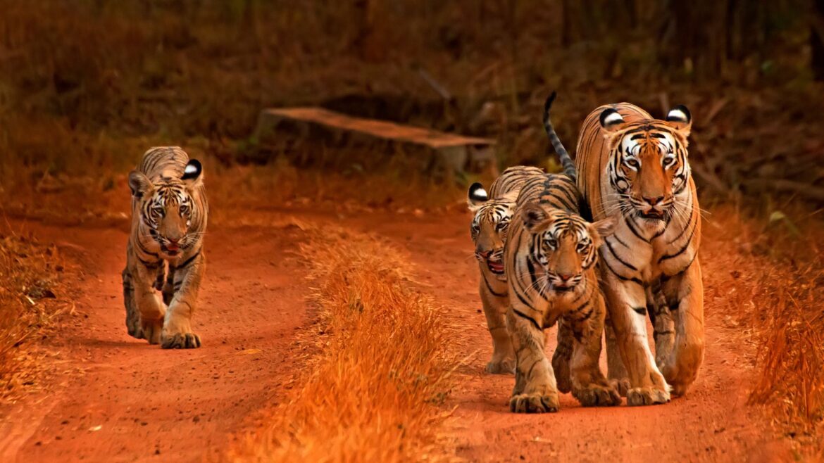 What are Big Cats and Why are they being Poached?